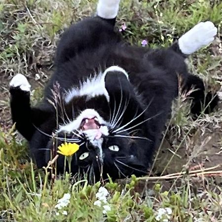 Cat Lovers Only! Bright And Peaceful Cabin With Views & Hot Tub Selfoss Eksteriør billede